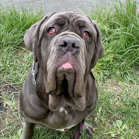 Meet your Posher, Anthony - Picture 3 of 5